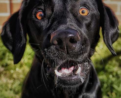 Zeige den lustigsten Blick deines Hundes-Beitrag-Bild