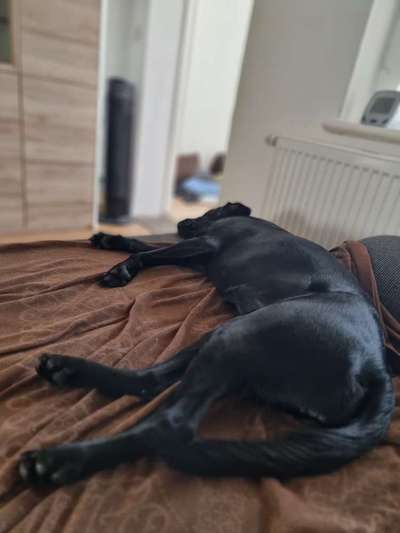 Erstesmal läufig Erfahrungen-Beitrag-Bild