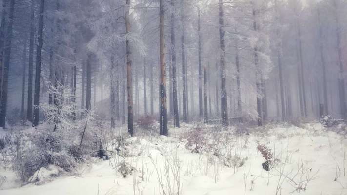 Die wunderschöne Welt mit Hund.-Beitrag-Bild