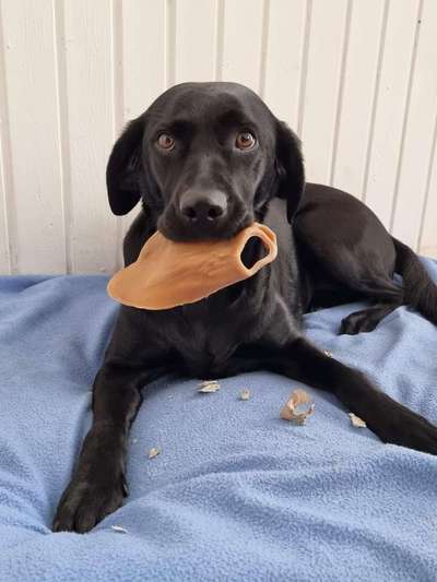 Hochwertiges / Bedarfsgerechtes Nassfutter (ohne Barfen), welches nur?-Beitrag-Bild