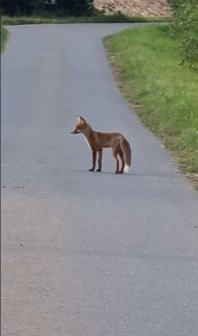 Die wunderschöne Welt mit Hund.-Beitrag-Bild