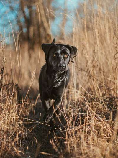 zeigt eure Hunde mit Ihren Frühlingsgefühlen:)-Beitrag-Bild