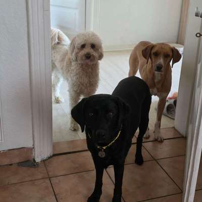 Wochenendhunde eingewöhnen, wie?-Beitrag-Bild