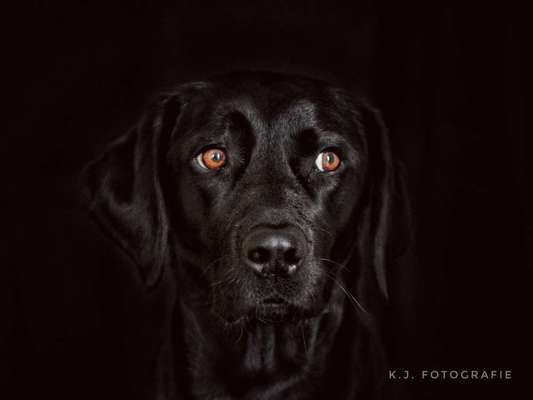 Hunde Porträt (Portrait) Galerie....-Beitrag-Bild