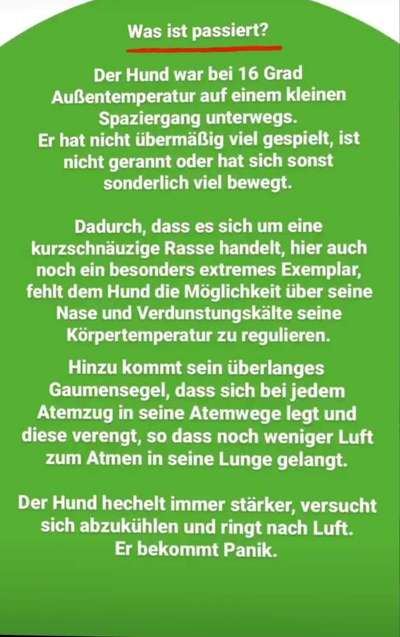 Brachycephale Hunderassen-Beitrag-Bild