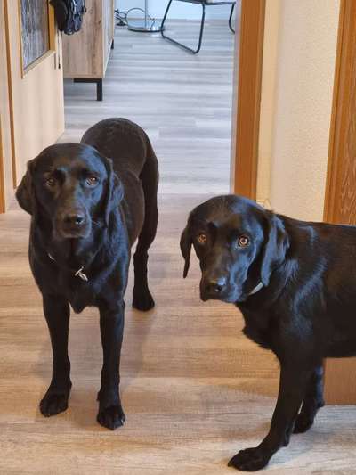 Labradorfans-Beitrag-Bild