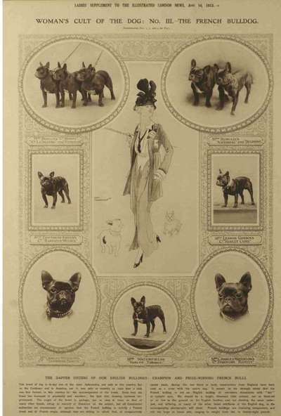 Brachycephale Hunderassen-Beitrag-Bild