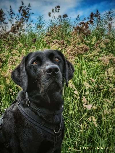 Gespräche zwischen Hund und Halter-Beitrag-Bild