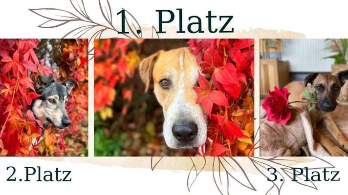 11. Farben Foto Challenge Rot-Beitrag-Bild