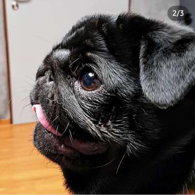 Brachycephale Hunderassen-Beitrag-Bild