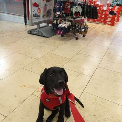 Welpe in der Stadt-Beitrag-Bild