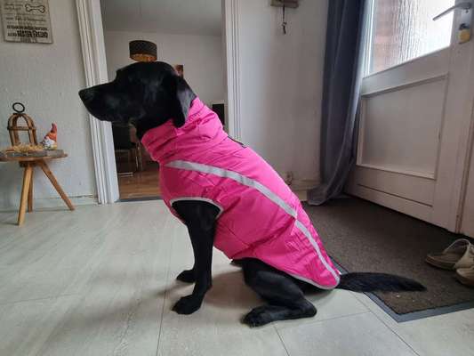 Hundekleidung - Top oder Flop-Beitrag-Bild