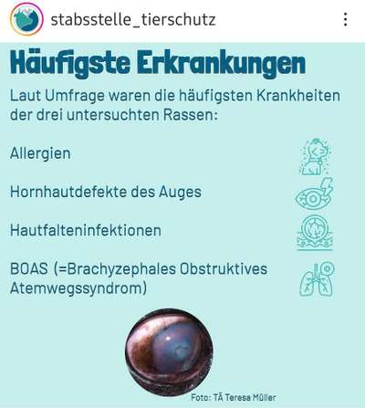 Brachycephale Hunderassen-Beitrag-Bild