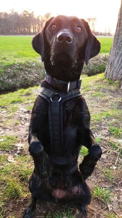 Hundegeschirr-Beitrag-Bild