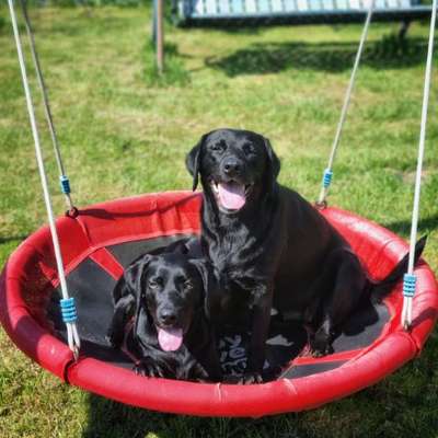 Der perfekte Hundegarten-Beitrag-Bild