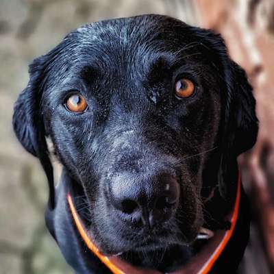Gespräche zwischen Hund und Halter-Beitrag-Bild