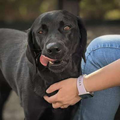 Zeige den lustigsten Blick deines Hundes-Beitrag-Bild