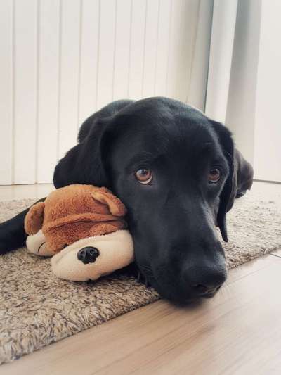 Brachycephale Hunderassen-Beitrag-Bild