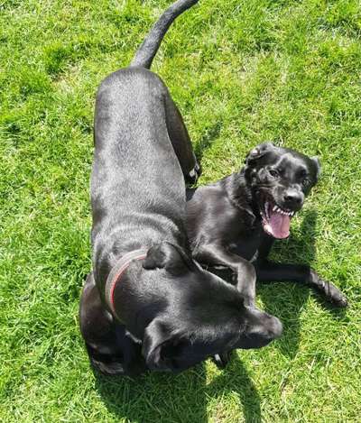 Kommentkampf unter Rüden-Beitrag-Bild