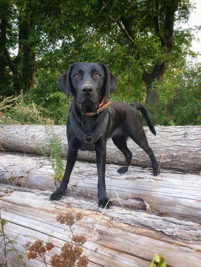 Balu nimmt nicht richtig zu-Beitrag-Bild