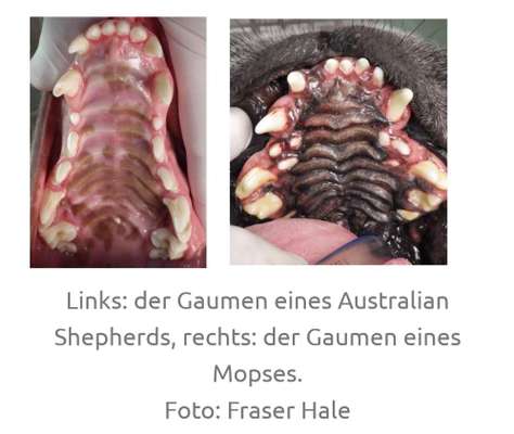 Brachycephale Hunderassen-Beitrag-Bild
