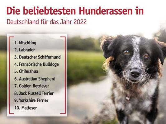Brachycephale Hunderassen-Beitrag-Bild