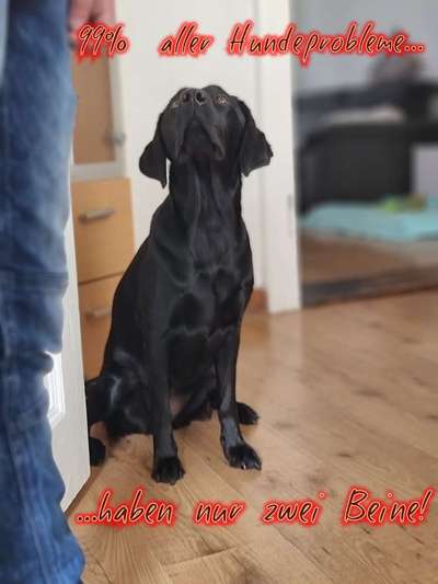 Was ist ein Anfängerhund?-Beitrag-Bild