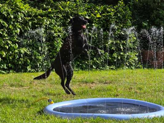 Dürfen unsere Hunde noch ins Wasser – oder ist das schon fahrlässig? 💦🐶-Beitrag-Bild