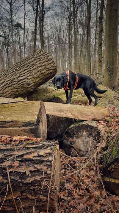 Die Lieblingsrunde eures Vierbeiners-Beitrag-Bild