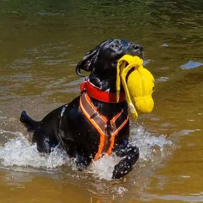 Spitzname(n) Deines Hundes-Beitrag-Bild