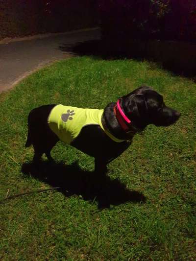 Blinkende Leuchthalsbänder, schädlich für Mensch und Hund-Beitrag-Bild