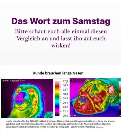 Brachycephale Hunderassen-Beitrag-Bild