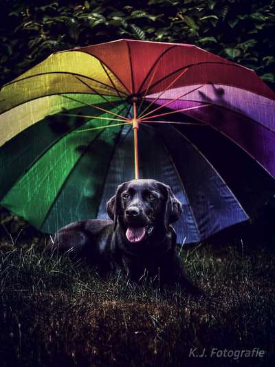 Photoshop und Co.-Beitrag-Bild