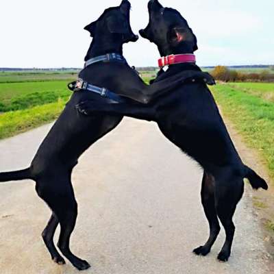 Wie optimal ist das Körpergewicht meines Hundes?-Beitrag-Bild