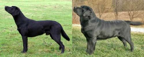 Qualzucht - Warum Aufklärung alleine nicht reicht-Beitrag-Bild