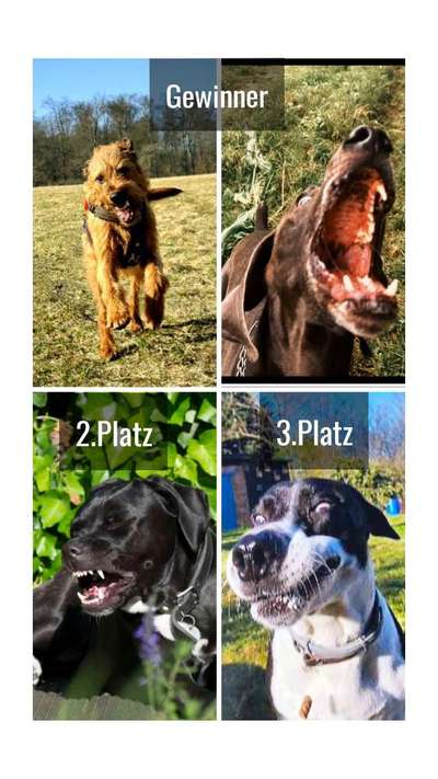 Fotowettbewerb ,,mein gruseliger Hund"-Beitrag-Bild
