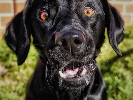 Lustige Grimassen & verrückte Posen-Beitrag-Bild