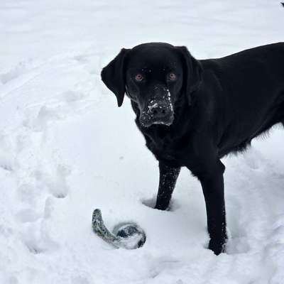 Nur die harten kommen in den Garten-Beitrag-Bild