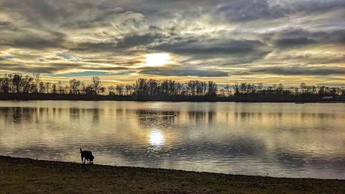 Die Lieblingsrunde eures Vierbeiners-Beitrag-Bild