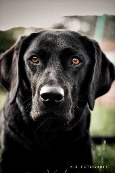 Black dogs are beautiful-Beitrag-Bild