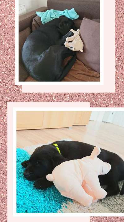 Hat euer(e) Hund(e) Lieblingsspielzeug, das er/sie seit Jahren hat ?-Beitrag-Bild