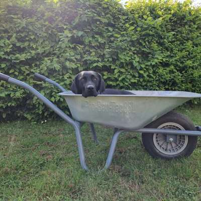 Hundegerechter Garten?-Beitrag-Bild