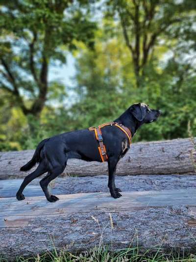 Hund und Natur-Beitrag-Bild