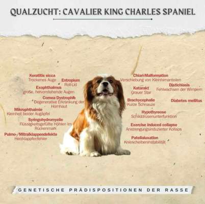 König der Qualzuchten - Cavalier King Charles Spaniel-Beitrag-Bild