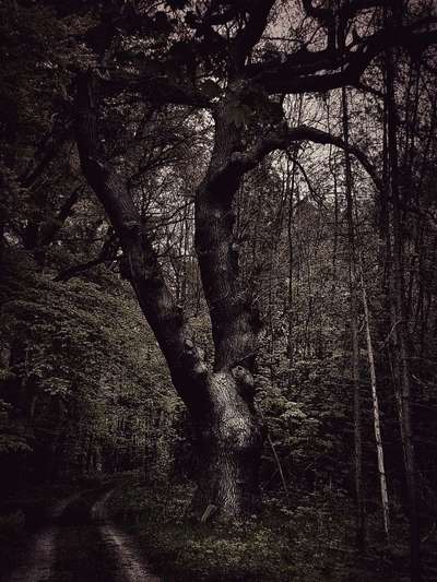 Die wunderschöne Welt mit Hund.-Beitrag-Bild