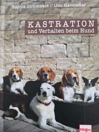 Kastration Hündin Risiken-Beitrag-Bild