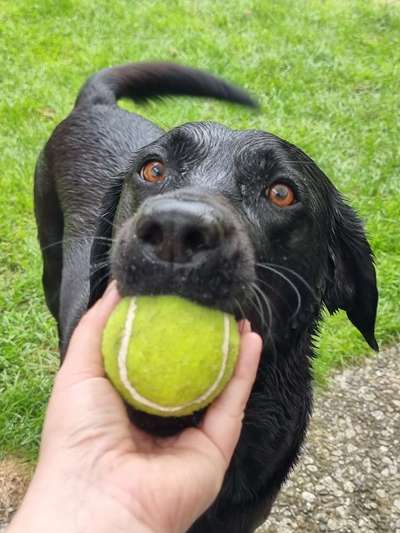 Balljunkie - Apportieren-Beitrag-Bild