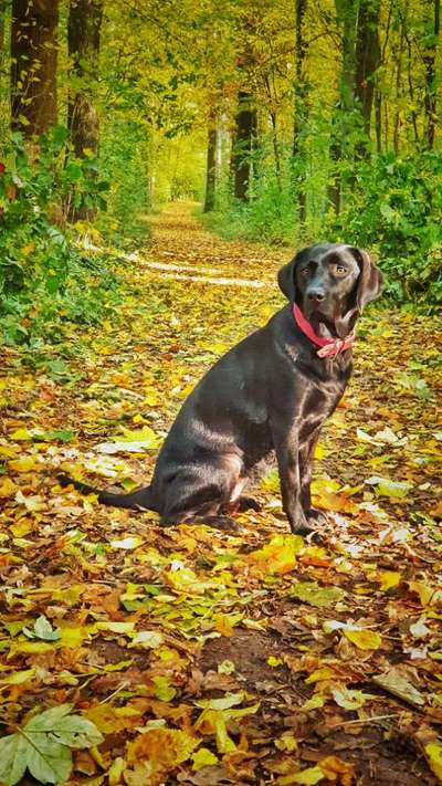 Hund und Natur-Beitrag-Bild