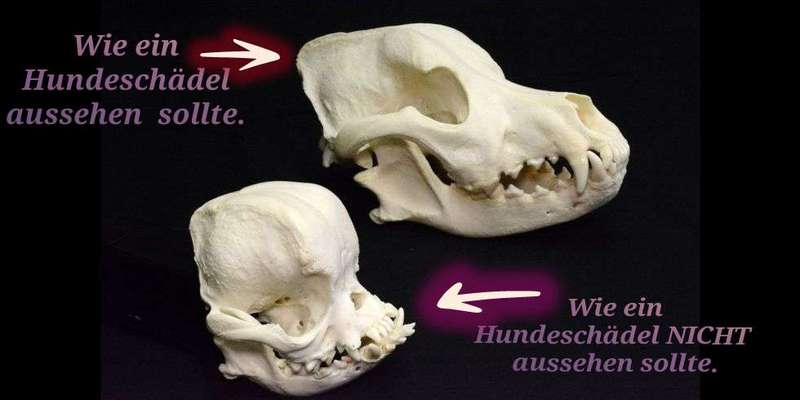 Das geht doch zu weit, oder?! 😱 HAIRLESS / HIPPO BULLYS-Beitrag-Bild