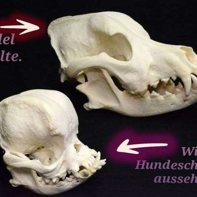 Qualzucht-Verbot bei der Welthundeausstellung in Österreich?-Beitrag-Bild